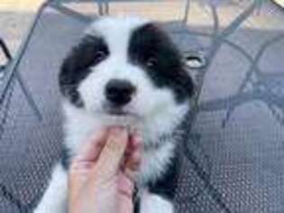 Border Collie Puppy for sale in San Gabriel, CA, USA