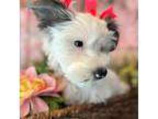 Yorkshire Terrier Puppy for sale in Mcallen, TX, USA