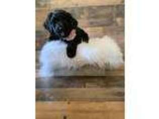 Mutt Puppy for sale in New Plymouth, ID, USA