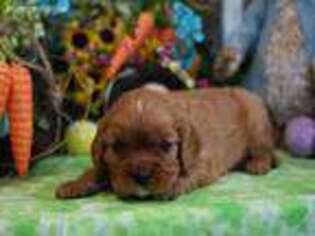 Cavalier King Charles Spaniel Puppy for sale in Hutchinson, KS, USA
