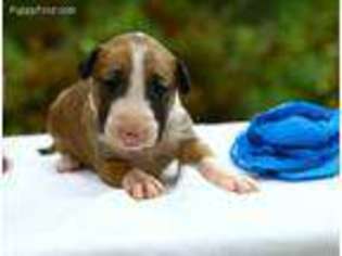 Bull Terrier Puppy for sale in Miami, FL, USA