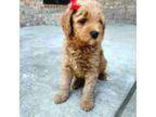 Goldendoodle Puppy for sale in Ripley, TN, USA