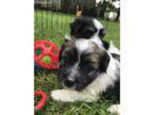 Havanese Puppy for sale in Medina, OH, USA