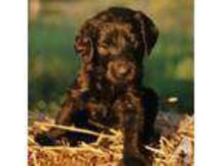 Labradoodle Puppy for sale in YAKIMA, WA, USA