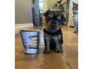 Yorkshire Terrier Puppy for sale in San Jacinto, CA, USA