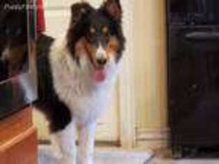 Collie Puppy for sale in Kuna, ID, USA