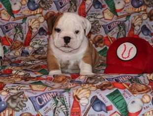 Bulldog Puppy for sale in Billings, MT, USA