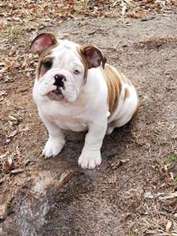 Bulldog Puppy for sale in TARBORO, NC, USA