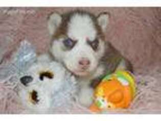 Siberian Husky Puppy for sale in Hartville, MO, USA