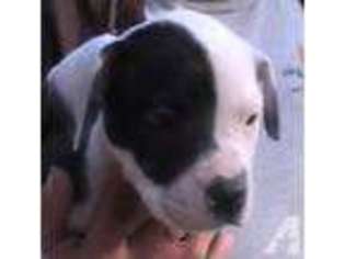 American Bulldog Puppy for sale in TACOMA, WA, USA