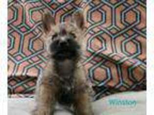 Cairn Terrier Puppy for sale in Indianapolis, IN, USA
