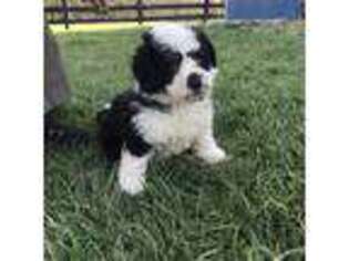 Mutt Puppy for sale in Mayslick, KY, USA