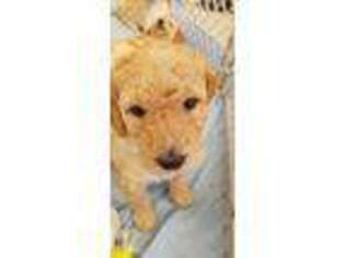 Goldendoodle Puppy for sale in Cheyenne, WY, USA