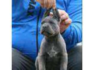 Cane Corso Puppy for sale in Clifton, NJ, USA
