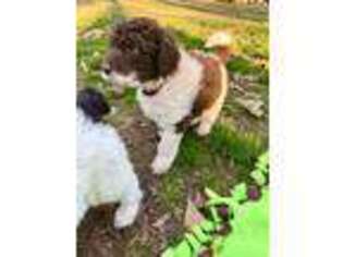 Labradoodle Puppy for sale in Gloucester, VA, USA