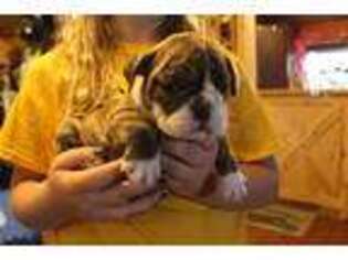 Bulldog Puppy for sale in Fennimore, WI, USA