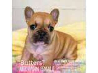 French Bulldog Puppy for sale in Wharton, TX, USA