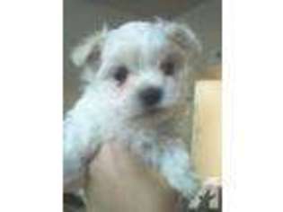 Maltese Puppy for sale in YUKON, OK, USA