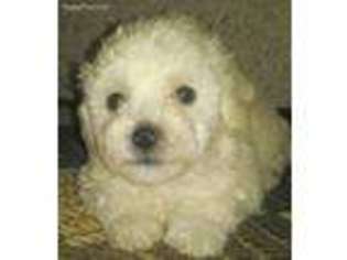Bichon Frise Puppy for sale in Weaubleau, MO, USA