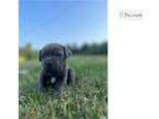 Mutt Puppy for sale in Madison, WI, USA
