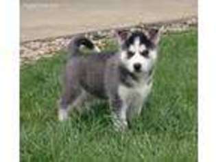 Siberian Husky Puppy for sale in Lima, OH, USA