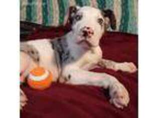 Great Dane Puppy for sale in Puxico, MO, USA