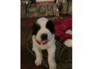 Saint Bernard Puppy for sale in Grantville, GA, USA