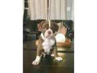 Alapaha Blue Blood Bulldog Puppy for sale in Charleston, SC, USA