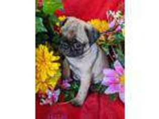 Pug Puppy for sale in SPRINGFIELD, TN, USA