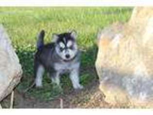 Siberian Husky Puppy for sale in Easton, KS, USA