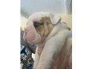Olde English Bulldogge Puppy for sale in Ashville, AL, USA