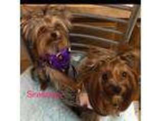 Yorkshire Terrier Puppy for sale in GARLAND, TX, USA