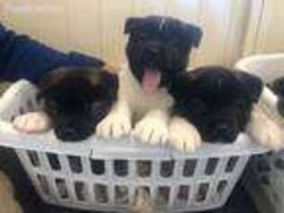 Akita Puppy for sale in Sevierville, TN, USA