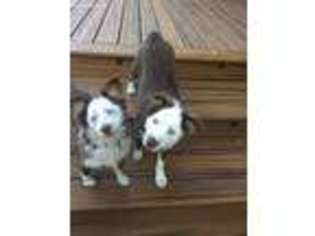 Miniature Australian Shepherd Puppy for sale in Folsom, CA, USA