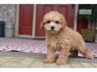 Labradoodle Puppy for sale in Bowling Green, KY, USA