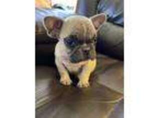 French Bulldog Puppy for sale in Quinlan, TX, USA