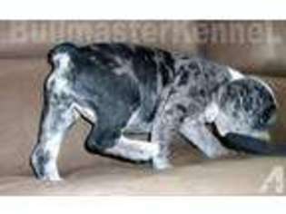 Medium Photo #1 Olde English Bulldogge Puppy For Sale in ROLLA, MO, USA