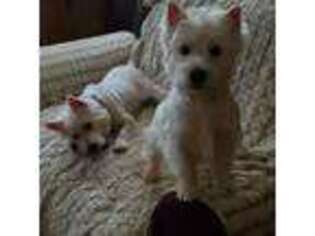 West Highland White Terrier Puppy for sale in Geneva, NY, USA
