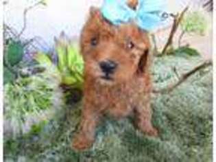 Mutt Puppy for sale in Duncan, OK, USA