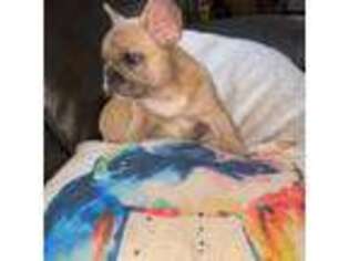 French Bulldog Puppy for sale in Providence, RI, USA