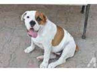 Bulldog Puppy for sale in LAREDO, TX, USA