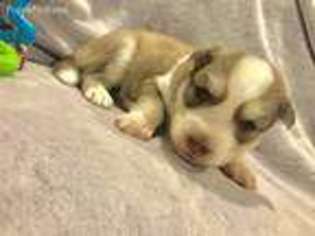 Siberian Husky Puppy for sale in Bourbonnais, IL, USA