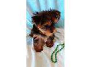 Yorkshire Terrier Puppy for sale in Shelby, AL, USA