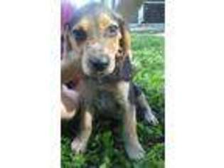 Beagle Puppy for sale in Ocala, FL, USA