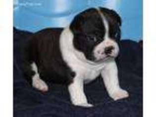Boston Terrier Puppy for sale in Center Point, TX, USA