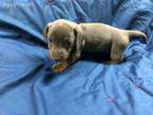 Dachshund Puppy for sale in Goliad, TX, USA