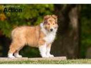 Collie Puppy for sale in Hersey, MI, USA