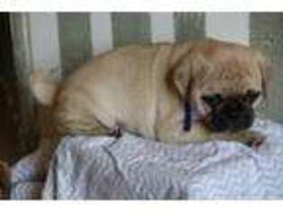 Pug Puppy for sale in Jonestown, PA, USA