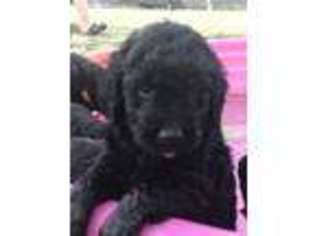 Goldendoodle Puppy for sale in Buffalo, TX, USA