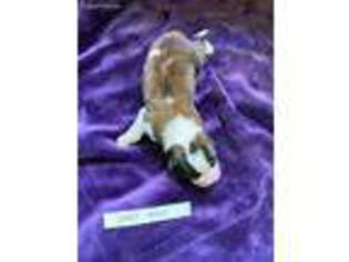 Saint Bernard Puppy for sale in Long Prairie, MN, USA